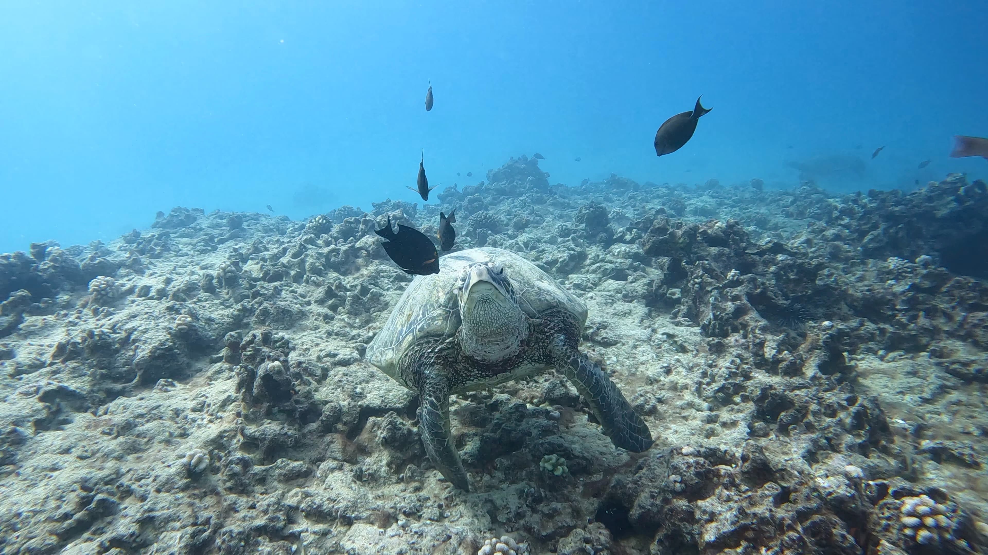 하와이 거북이 스노클링 오션스타