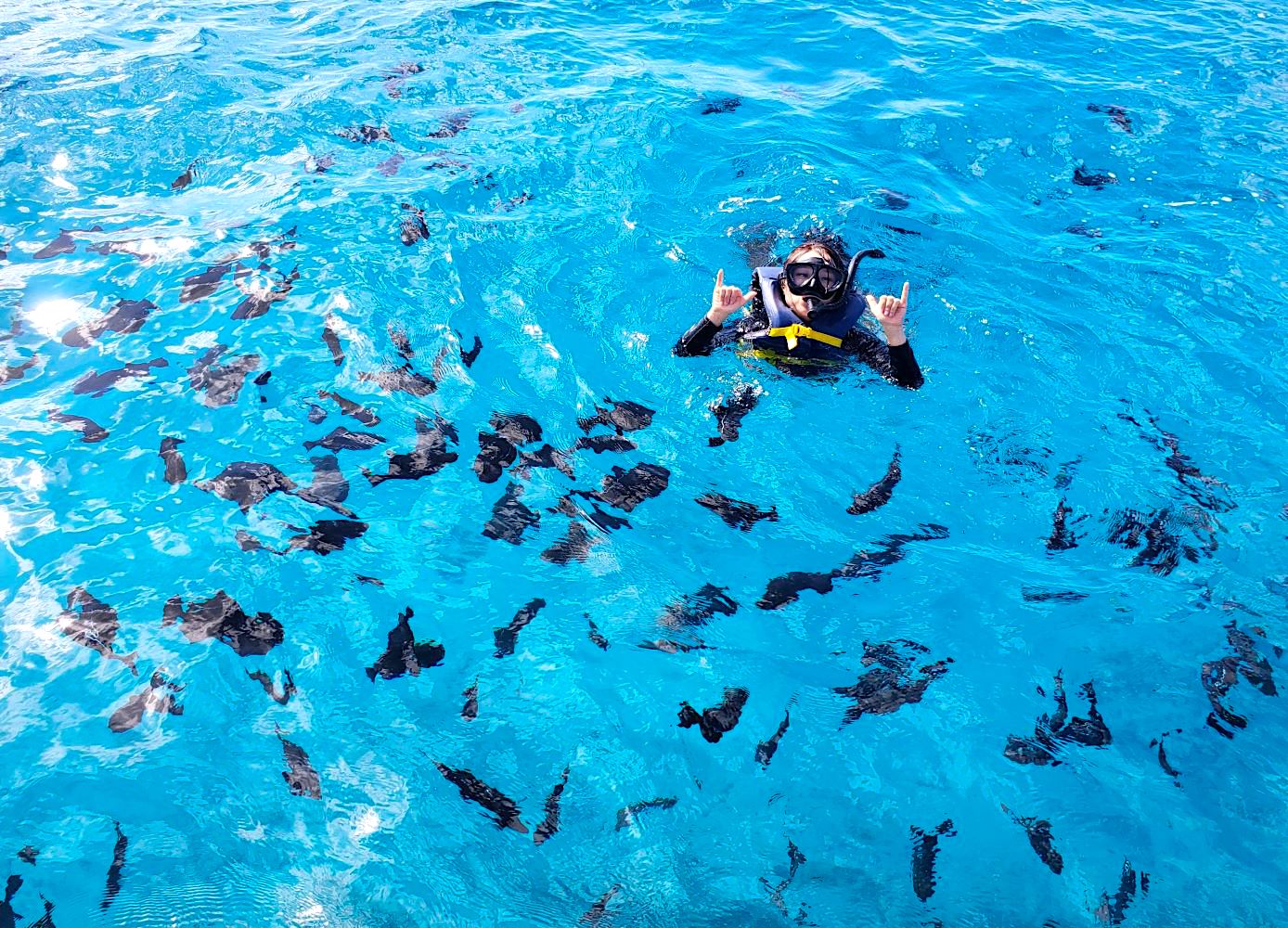Waikiki Ocean Turtle Snorkeling 