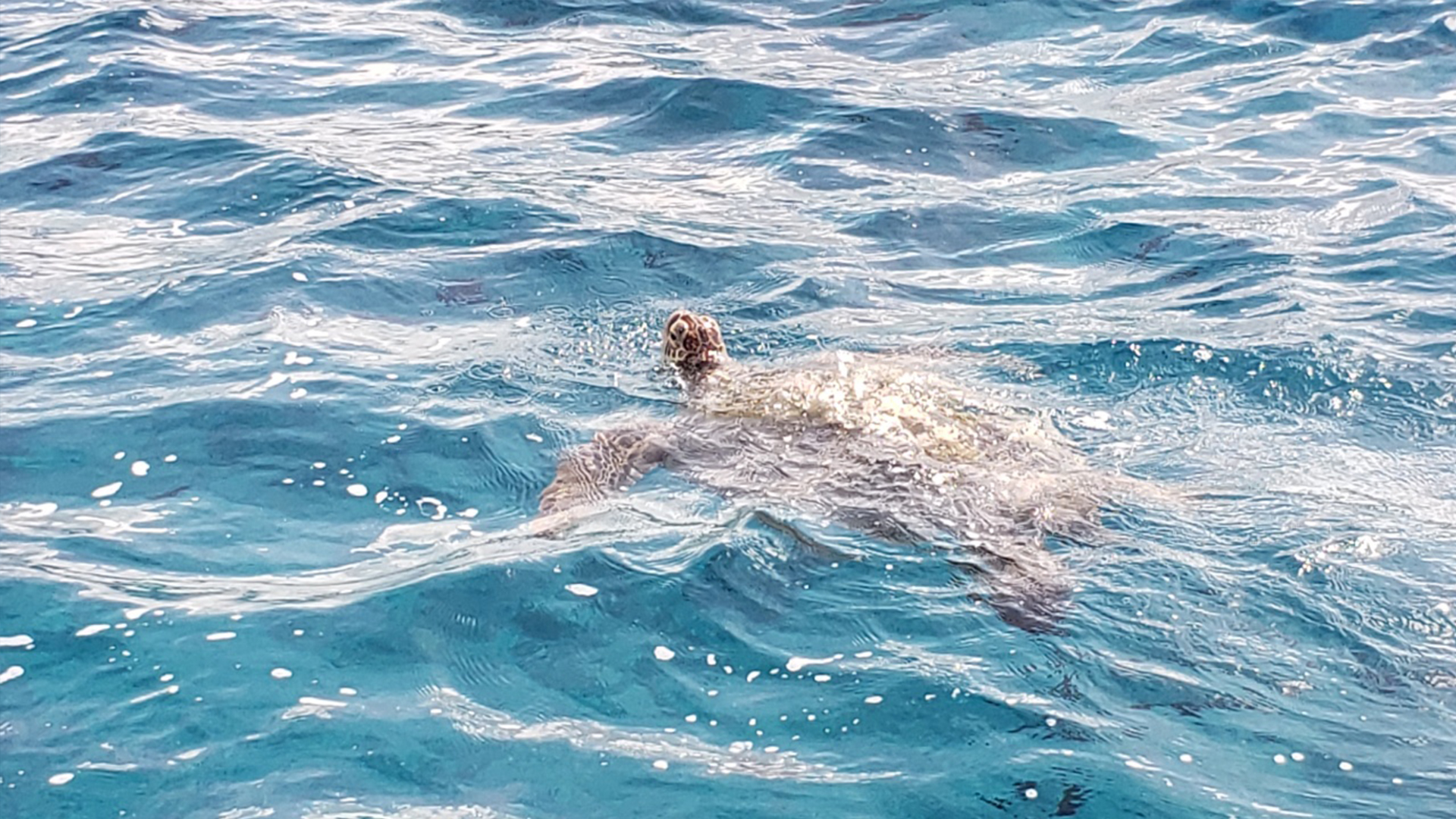 Waikiki Sunset Cruise  