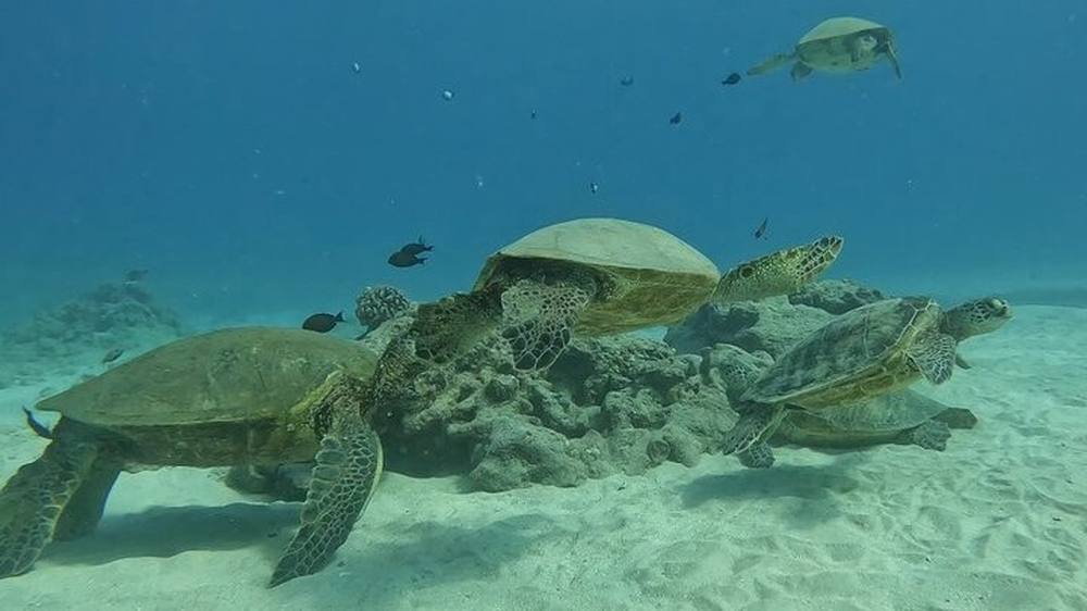 Waikiki Turtle Snorkeling